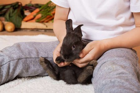Child hold in the hands of the black rabbit. little furry pet. happy childhood. Hare is the symbol of 2023 according to the eastern calendar. holiday gift. Surprise. domestic animal. exotic pets. Easter day.の写真素材