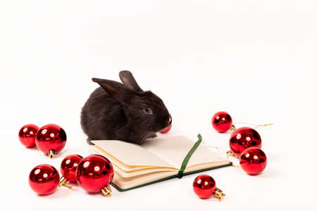 Black rabbit sits with notebook and red Christmas balls isolated on a white background. Hare is the symbol of 2023 according to the eastern calendar. Holiday gift for Christmas or New Year. copybook.の写真素材