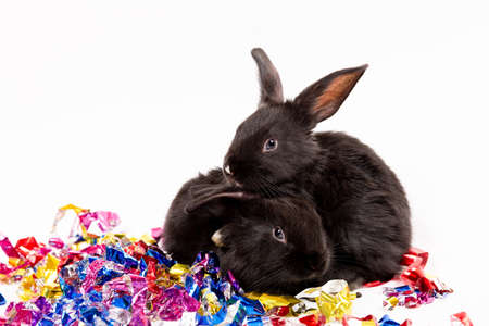Two black rabbits sit with confetti isolated on white background. Hare is the symbol for 2023 according to the eastern calendar. Holiday gift for Christmas and New Year. postcard. family time. love.の写真素材