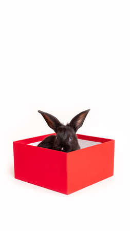 Small black rabbit sits in a red gift box isolated on a white background. Hare is the symbol for 2023 according to the eastern calendar. Holiday gift for Christmas and New Year. copyspace. postcard.の写真素材