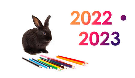 Black rabbit sits with colorful pencils isolated on white background. 2022 - 2023 academic year. Hare is the symbol of the eastern calendar. painter program. Stationary store concept. copyspace. Banner.の写真素材