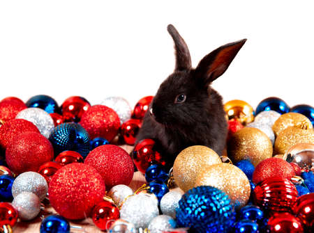 Black rabbit sits among red, blue and white Christmas balls isolated on white background. Hare is the symbol for 2023 according to the eastern calendar. New Year holiday gift. Colors of country flags.の写真素材