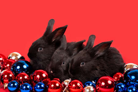 Three black rabbits sit among red, blue and white Christmas toy balls isolated on white background. Hare is the symbol for 2023 by the eastern calendar. New Year holiday gift. Colors of country flag.の写真素材