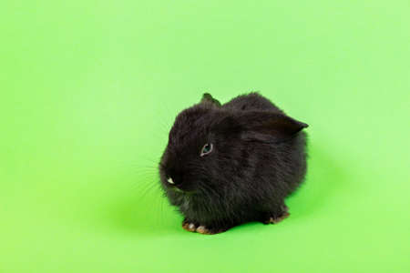 One little black rabbit isolated on green chroma key background. Hare is a symbol of 2023 year by an eastern calendar. Cute fun pet. Holiday gift for Christmas, New Year or Easter. copyspace. Banner.の写真素材