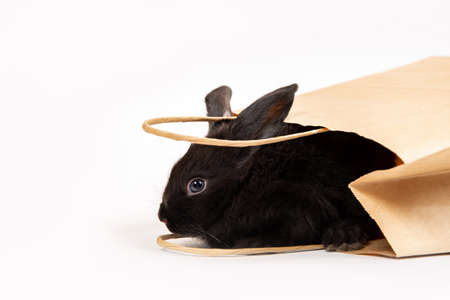 One little black rabbit sitting and hiding in craft paper package isolated on white studio...