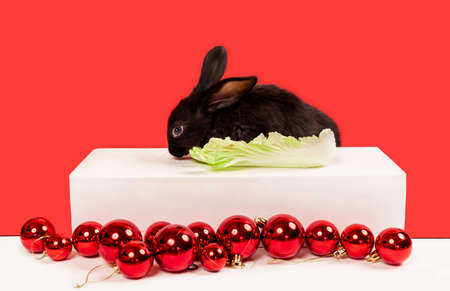 One black rabbit sits at the table and eat cabbage. Red Christmas balls on a white background. Hare is the symbol of 2023 according to the eastern calendar. New Year holiday postcard. Vegetarian food.の写真素材