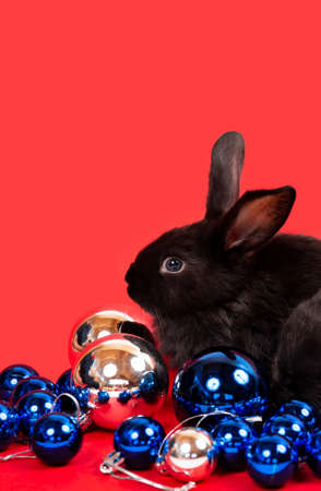 One black rabbit sit among blue and white Christmas balls isolated on red background. Hare is the symbol for 2023 by the eastern calendar. New Year holiday gift certificate. Colors of country flag.の写真素材