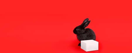 One black rabbit sits with white paper gift box isolated on red background. Hare is the symbol of 2023 according to the Chinese zodiac calendar. New Year greeting card. farm animals. Cute pet family.の写真素材