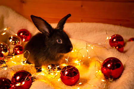 Beautiful black rabbit sits among the garland lights and red Christmas balls. Atmospheric holiday greeting card. Hare is the symbol of 2023 year by the Chinese calendar. New Year mood. Cute bunny pet.の写真素材