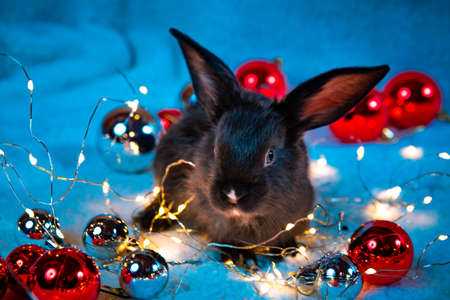 Beautiful black rabbit sits among the garland lights and red Christmas balls. Atmospheric holiday greeting card. Hare is the symbol of 2023 year by the Chinese calendar. New Year mood. Cute bunny pet.の写真素材
