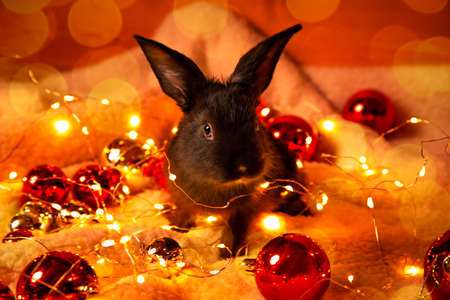 Beautiful black rabbit sits among the garland lights and red Christmas balls. Atmospheric holiday greeting card. Hare is the symbol of 2023 year by the Chinese calendar. New Year mood. Cute bunny pet.の写真素材