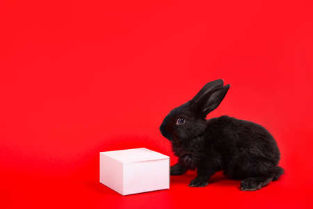 One black rabbit sits with white paper gift box isolated on red background. Hare is the symbol of 2023 according to the Chinese zodiac calendar. New Year greeting card. farm animals. Cute pet family.の写真素材