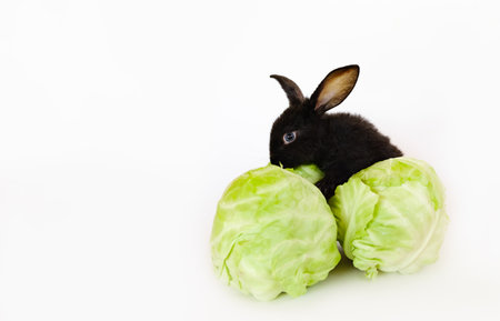 Little black rabbit sits on the cabbage head isolated on white background. Fresh farm eco products. copyspace. Pet in healthy vitamin food. Hare is a symbol of 2023 according to the Chinese calendar.の写真素材