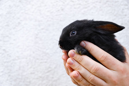 One little black rabbit sits in the man hands isolated on a white background. Hare is a symbol of 2023 year by an Chinese calendar. cute pet. easter gift. farm animals husbandry. decorative breed.の写真素材