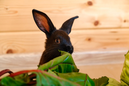 Little black rabbit sits among assorted vegetables and eat them. fresh farm harvest. Cute pet in healthy vitamin food box. The hare is a symbol of 2023 according to the Chinese calendar. eco products.の写真素材