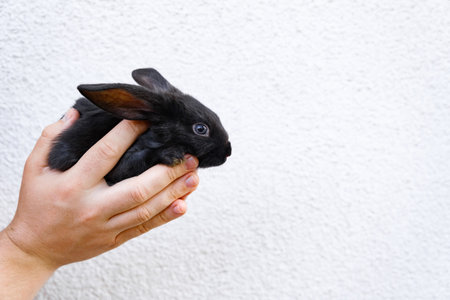 One little black rabbit sits in the man hands isolated on a white background. Hare is a symbol of 2023 year by an Chinese calendar. cute pet. easter gift. farm animals husbandry. decorative breed.の写真素材