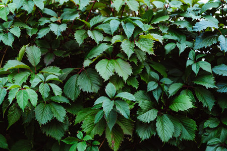 Decorative background of wild green grape leaves. Five-Leaved Ivy. natural garden hedge. beautiful...