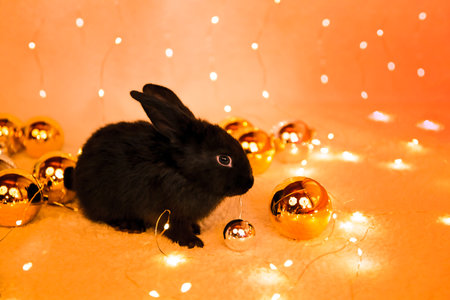 Beautiful black rabbit sits among a garland lights and golden Christmas toy balls. Atmospheric New Year holiday greeting card. Hare is the symbol of 2023 year by the Chinese calendar. Cute bunny pet.の写真素材