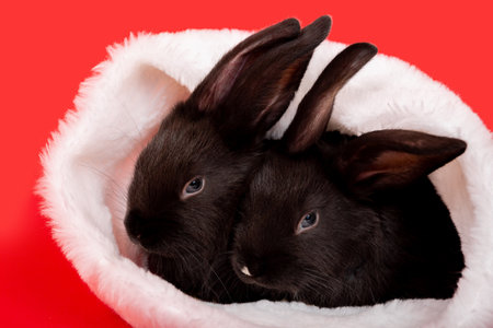 Two black rabbits lay in red Santa Claus hat isolated on red background. Hare is the symbol of 2023 according to the eastern calendar. Holiday gift for Christmas and New Year. Copy space. Card. Twins.の写真素材