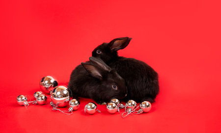 Two black rabbits sit among white Christmas toy balls isolated on red background. Hare is the symbol for 2023 by an eastern calendar. New Year mood. Holiday card or certificate. Flag country colors.の写真素材