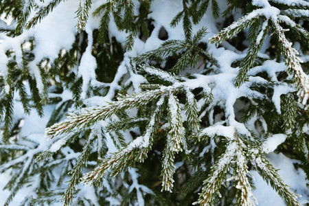 Spruce tree branches covered with white hoarfrost closeup. Frozen plant side view. Winter season....