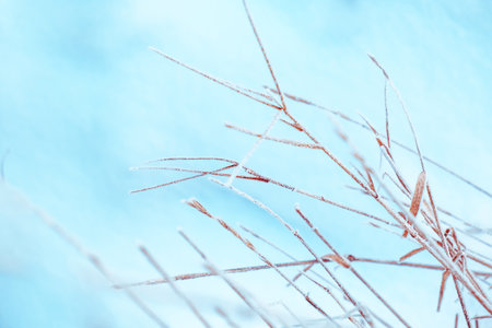 Golden dry grass on blue snowy background. abstract natural scene. Beautiful nature with neutral...