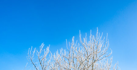 Tree branches covered with white hoarfrost against the blue sky background. up view. Frozen plants. Pattern of plum tree in winter season. fruit garden details. beauty in nature. Frosty sunny weather.の写真素材