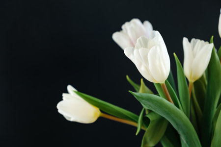 White tulip flowers isolated on black background close-up. Side view of beautiful bouquet. Valentine's day, Mother's day, Women's day. Banner. text place. mockup design. gift certificate. greeting card.の写真素材