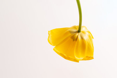 One big bud tulip of yellow color on white background. Concept of flower shop business card. Invitation postcard. holiday. art object. international woman day. hello spring. Banner with copy space.の写真素材
