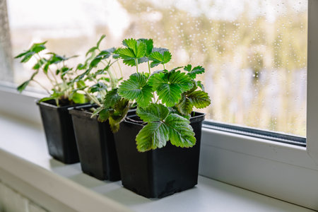 Strawberry plant seedlings in pots grows on the windowsill. Gardening concept, spring time. copyspace. Growing green leaves.の写真素材