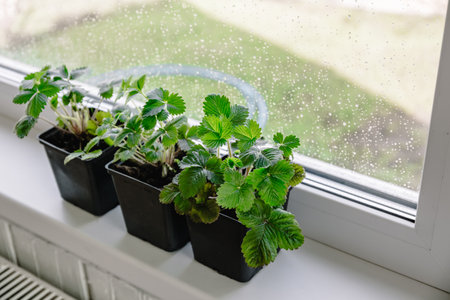 Strawberry plant seedlings in pots grows on the windowsill. Gardening concept, spring time. copyspace. Growing green leaves.の写真素材