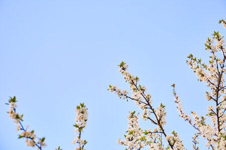 Beautiful cherry branches on blue sky background with white flowers, spring day. Banner. nature wallpaper. Fruit garden tree care. springtime. copyspace. close-up. bloom season. mockup.の写真素材