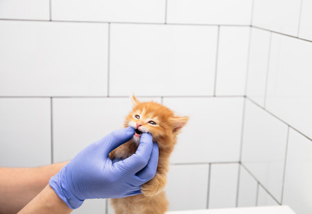 The cat is in the hands of vet. A veterinarian checks a teeth of kitten at a vet clinic isolated on white background. Checkup health of cat. yellow fur. little animal. closeup. Veterinary. copyspace.の写真素材