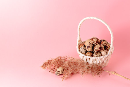 easter greeting card. White basket full of quail eggs and dry grass branch on pink paper background. copyspace. Banner. Religious holiday. Springtime pastel color design. Health food. Decoration.の写真素材