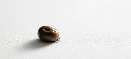 A big drunk tick lying on a white studio background. copyspace. Banner. Concept of animals as disease carrier such as Lyme disease and tick-borne encephalitis. Dangerous bloodsucker. Forest parasite.の写真素材