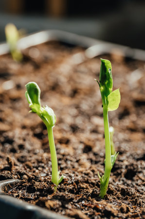 Young peas seedling stands in plastic pot. plant in the ground. Soil background. copyspace. Cultivation in greenhouse. young sprout. gardening hobby. Harvest growing. closeup. soft focus.の写真素材