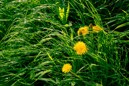 Yellow dandelions on green grass. Weed on the lawn. natural background. summer season. Bright juicy colors. copyspace. Nature medicinal herb. garden care. honey plant. warm sunny weather. close-up.の写真素材