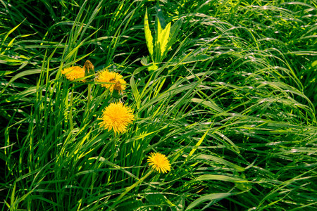 Yellow dandelions on green grass. Weed on the lawn. natural background. summer season. Bright juicy colors. copyspace. Nature medicinal herb. garden care. honey plant. warm sunny weather. close-up.の写真素材
