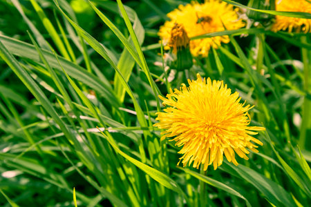 Yellow dandelions on green grass. Weed on the lawn. natural background. summer season. Bright juicy colors. copyspace. Nature medicinal herb. garden care. honey plant. warm sunny weather. close-up.の写真素材