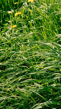 long green grass in garden. Perennial ryegrass. close-up top view. lines texture. Meadow freshness. Lush healthy garden cover. spring season. Summer beauty in nature. Uncut lawn. windy weather.の写真素材