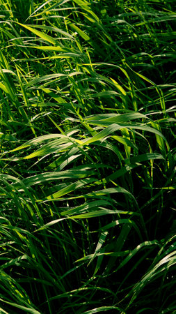 long green grass in garden. Perennial ryegrass. close-up top view. lines texture. Meadow freshness. Lush healthy garden cover. spring season. Summer beauty in nature. Uncut lawn. windy weather.の写真素材