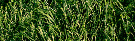 long green grass in garden. Perennial ryegrass. close-up top view. lines texture. Meadow freshness. Lush healthy garden cover. spring season. Summer beauty in nature. Uncut lawn. windy weather.の写真素材