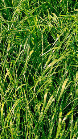 long green grass in garden. Perennial ryegrass. close-up top view. lines texture. Meadow freshness. Lush healthy garden cover. spring season. Summer beauty in nature. Uncut lawn. windy weather.の写真素材