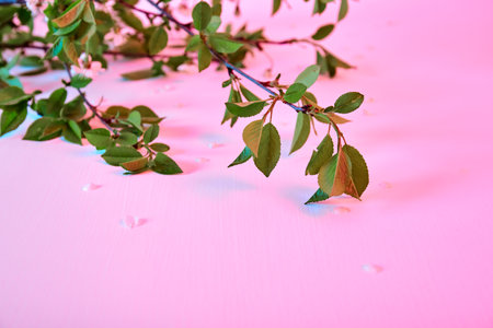 Cherry twig lays on pink and blue background with white petals flowers. Holiday card with gentle neon light. Mockup design of gift certificate or wedding invitation. springtime. minimalist style. Art.の写真素材