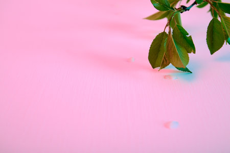 Cherry twig lays on pink and blue background with white petals flowers. Holiday card with gentle neon light. Mockup design of gift certificate or wedding invitation. springtime. minimalist style. Art.の写真素材