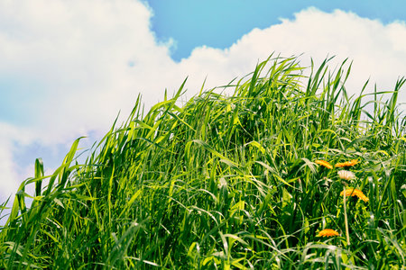 Long green grass with yellow dandelions on the hill on a blue sky background. Perennial ryegrass. Close-up side view. Meadow freshness. spring season. Summer beauty in nature. Uncut lush lawn.の写真素材