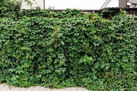 Decorative fence background of wild green grapes leaves. nature texture. Banner. Five-leaved ivy natural wall. copyspace. garden hedge. Thickets creeper. Front and back yard decor. autumn landscape.の写真素材