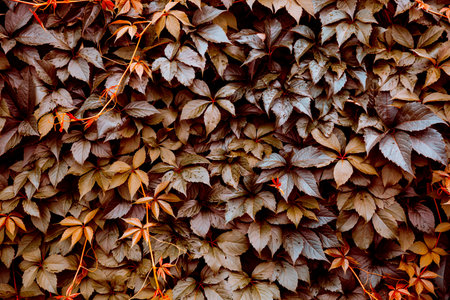 Decorative background of wild brown grape leaves. nature texture. Banner. Five-leaved ivy natural wallpaper. copyspace. garden hedge. Thickets creeper. Front and back yard decor. autumn landscape.の写真素材