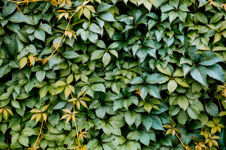 Decorative background of wild green grape leaves. nature texture. Banner. Five-leaved ivy natural wallpaper. copyspace. garden hedge. Thickets creeper. Front and back yard decor. autumn landscape.の写真素材