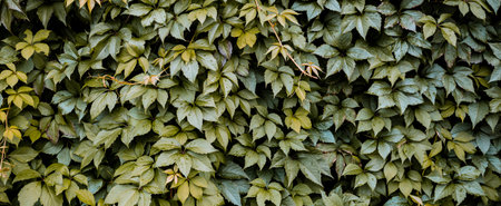 Decorative background of wild green grape leaves. nature texture. Banner. Five-leaved ivy natural wallpaper. copyspace. garden hedge. Thickets creeper. Front and back yard decor. autumn landscape.の写真素材